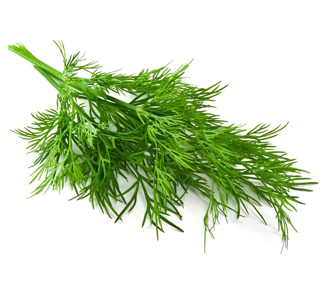 DILL Infused Olive Oil